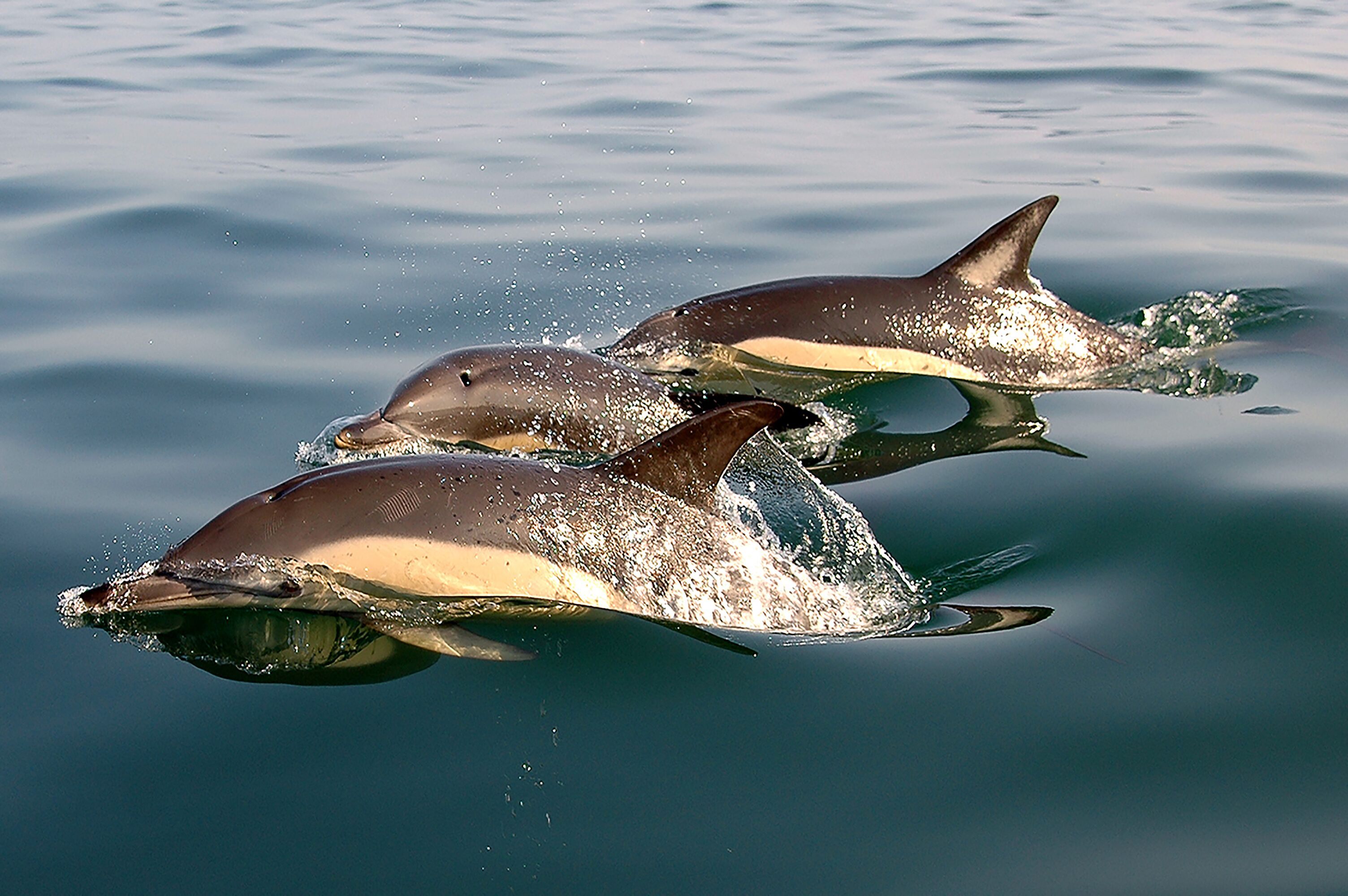 Three dolphins swimming in clear water.