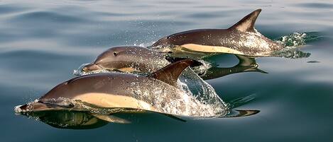 Three dolphins swimming in clear water.