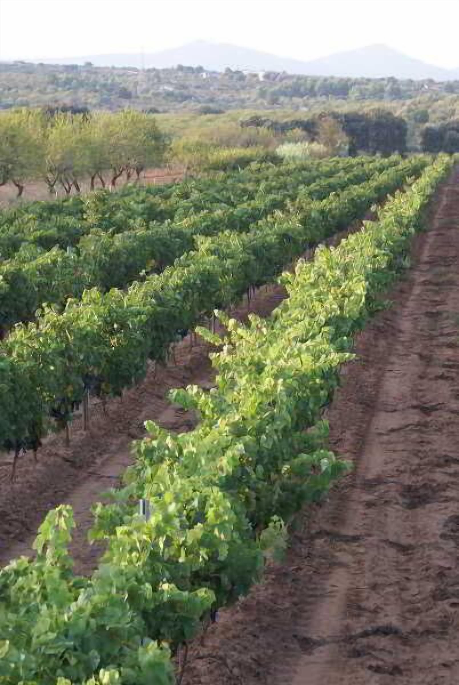 Servicio de la propiedad