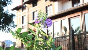 A building with multiple windows and balconies, a plant with purple flowers in the foreground, and a clear sky.