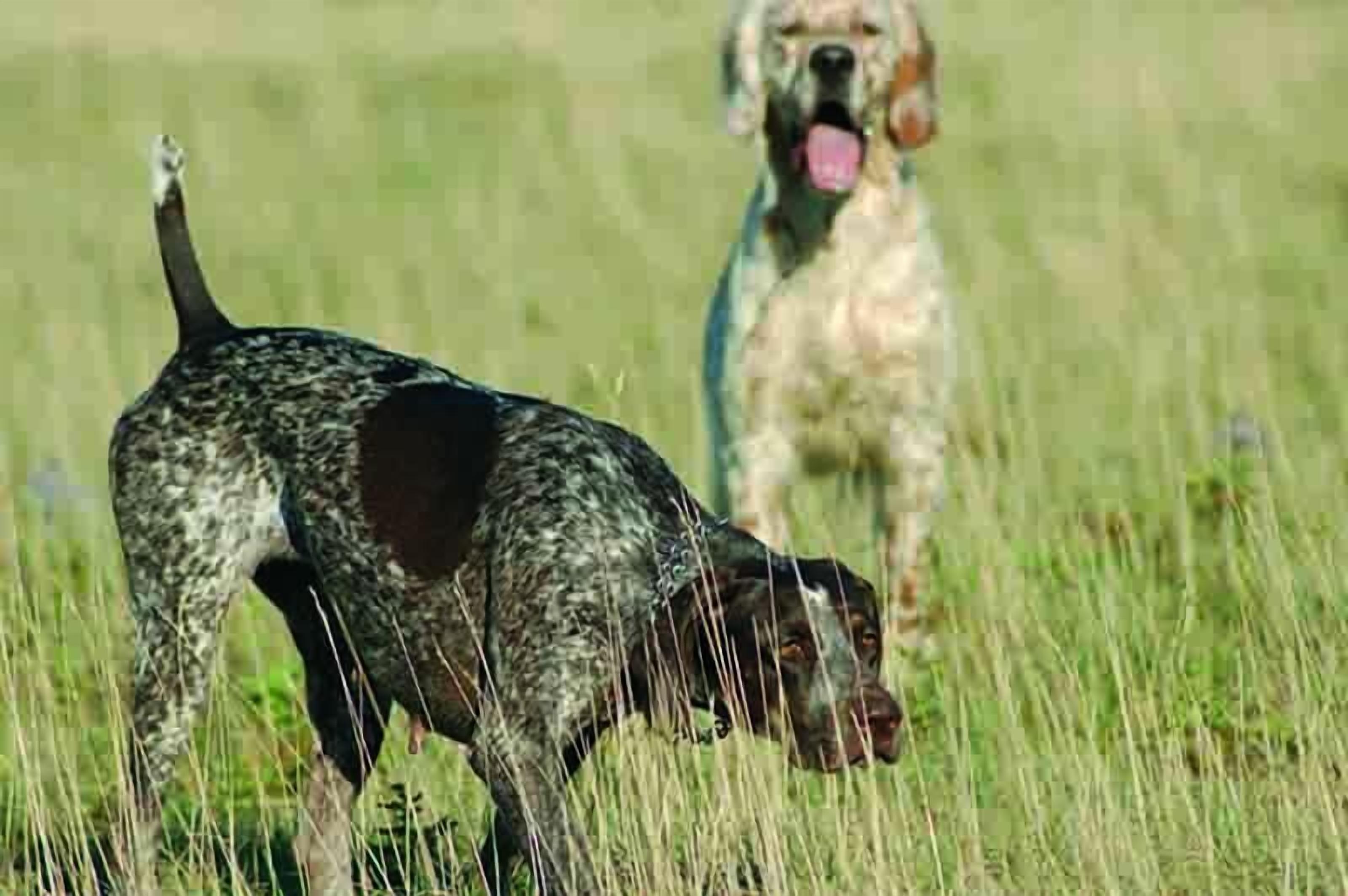 A dog in a field with another dog in the background.
