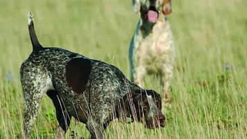 Un perro en un campo, con otro perro al fondo.