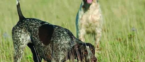 A dog in a field with another dog in the background.