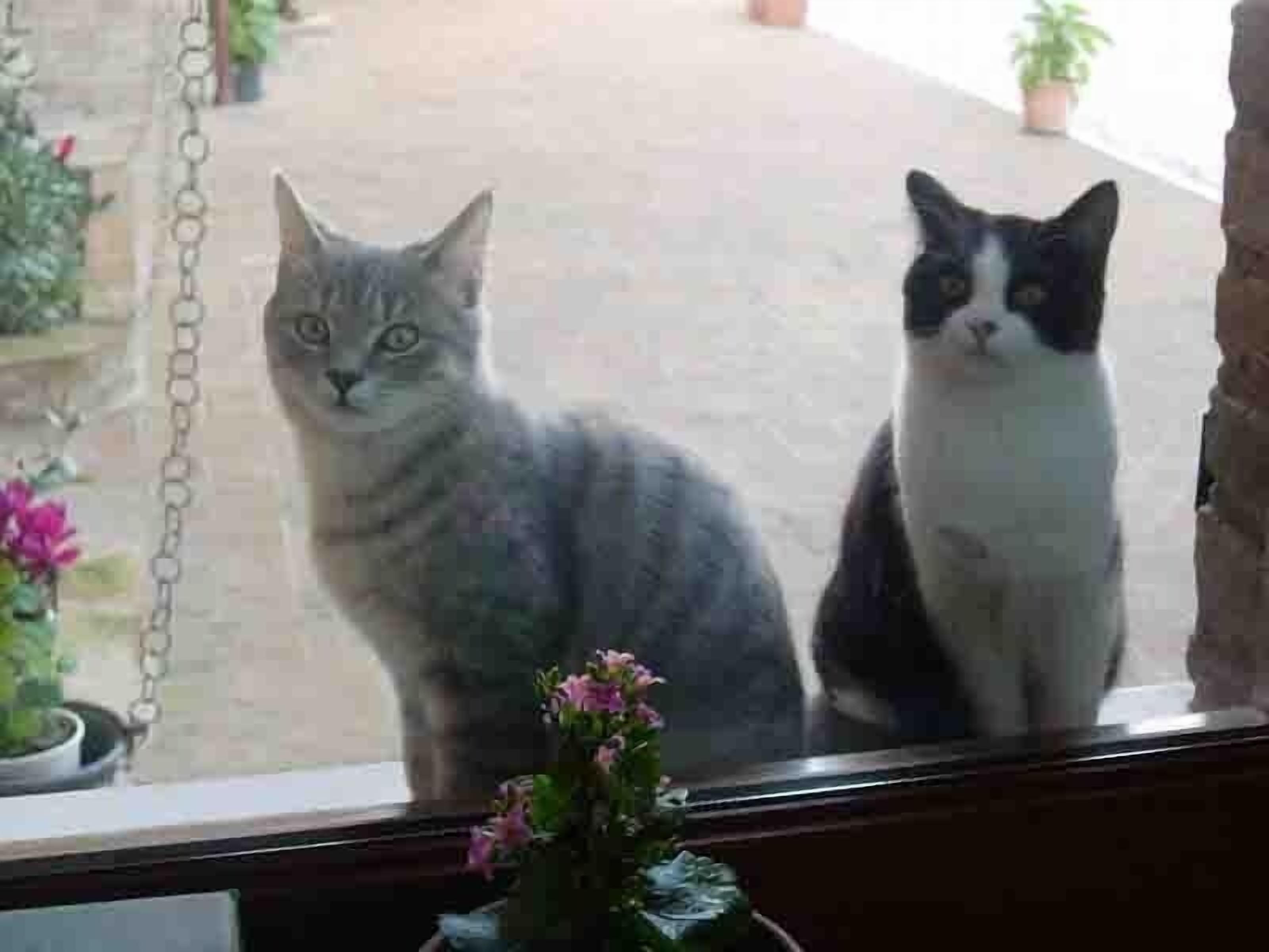 Dos gatos sentados junto a una ventana con vista a un jardín.