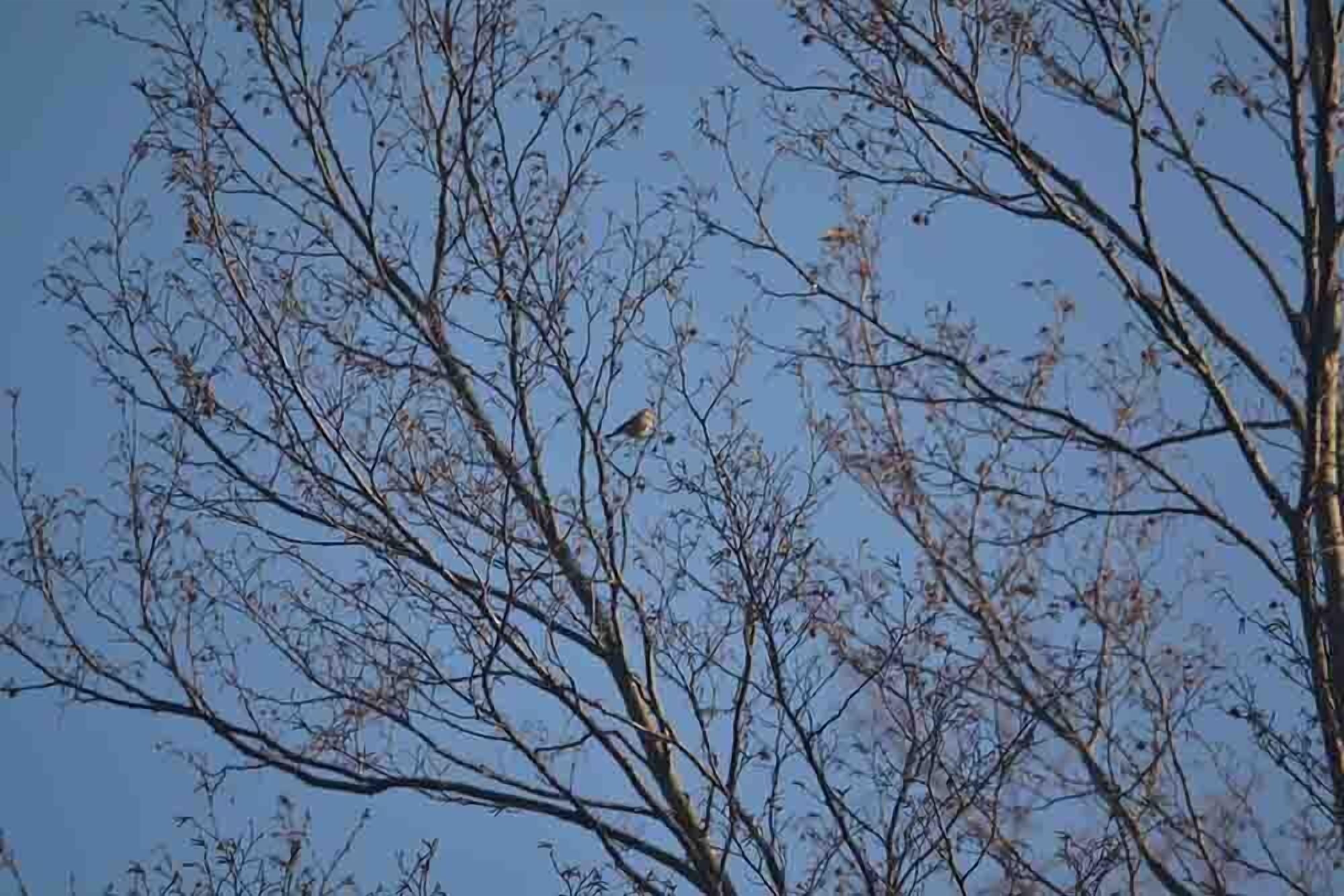 Ein Baum mit kahlen Ästen vor blauem Himmel.