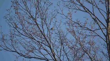 Ein Baum mit kahlen Ästen vor blauem Himmel.
