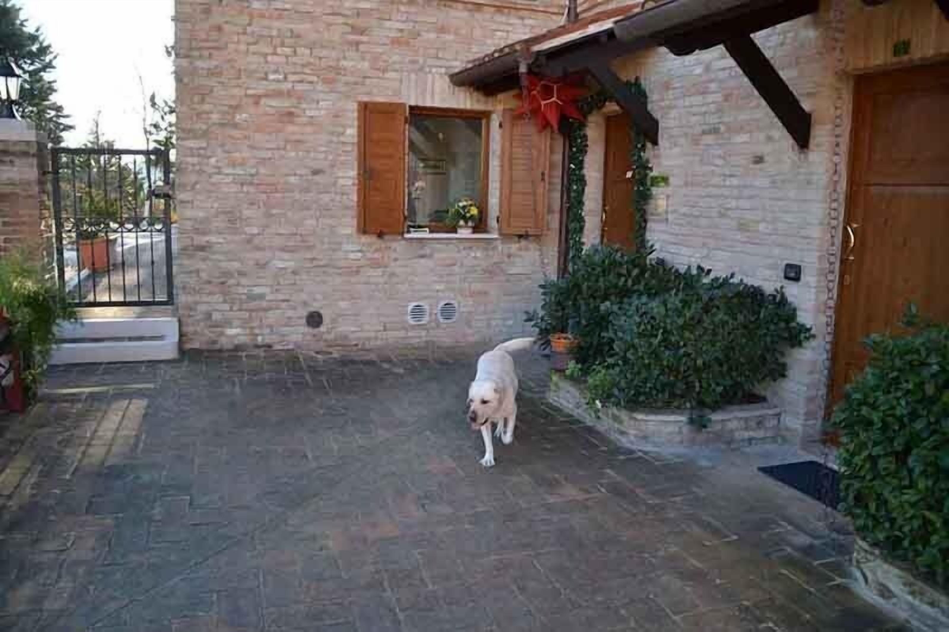 A paved courtyard with a dog, a brick building, a wooden door, and a window with shutters.