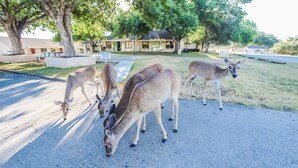 A group of deer grazing on a road with a building and trees in the background. - The Shores at Lake Travis (Leander)