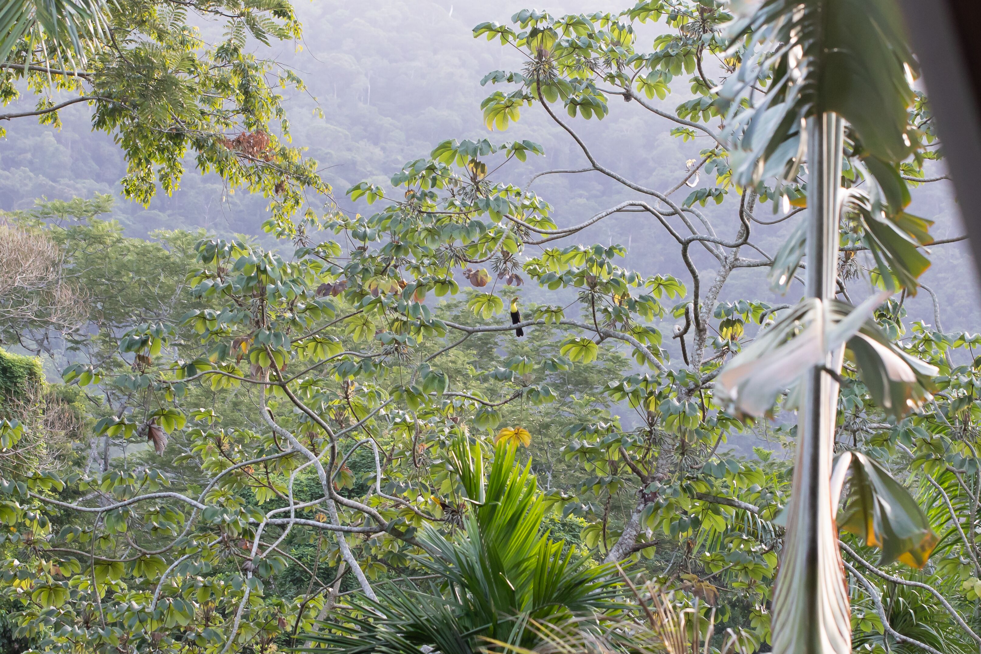 A lush, green landscape with dense foliage and a variety of trees.
