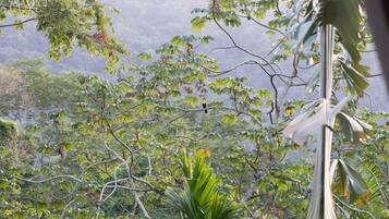 A lush, green landscape with dense foliage and a variety of trees.