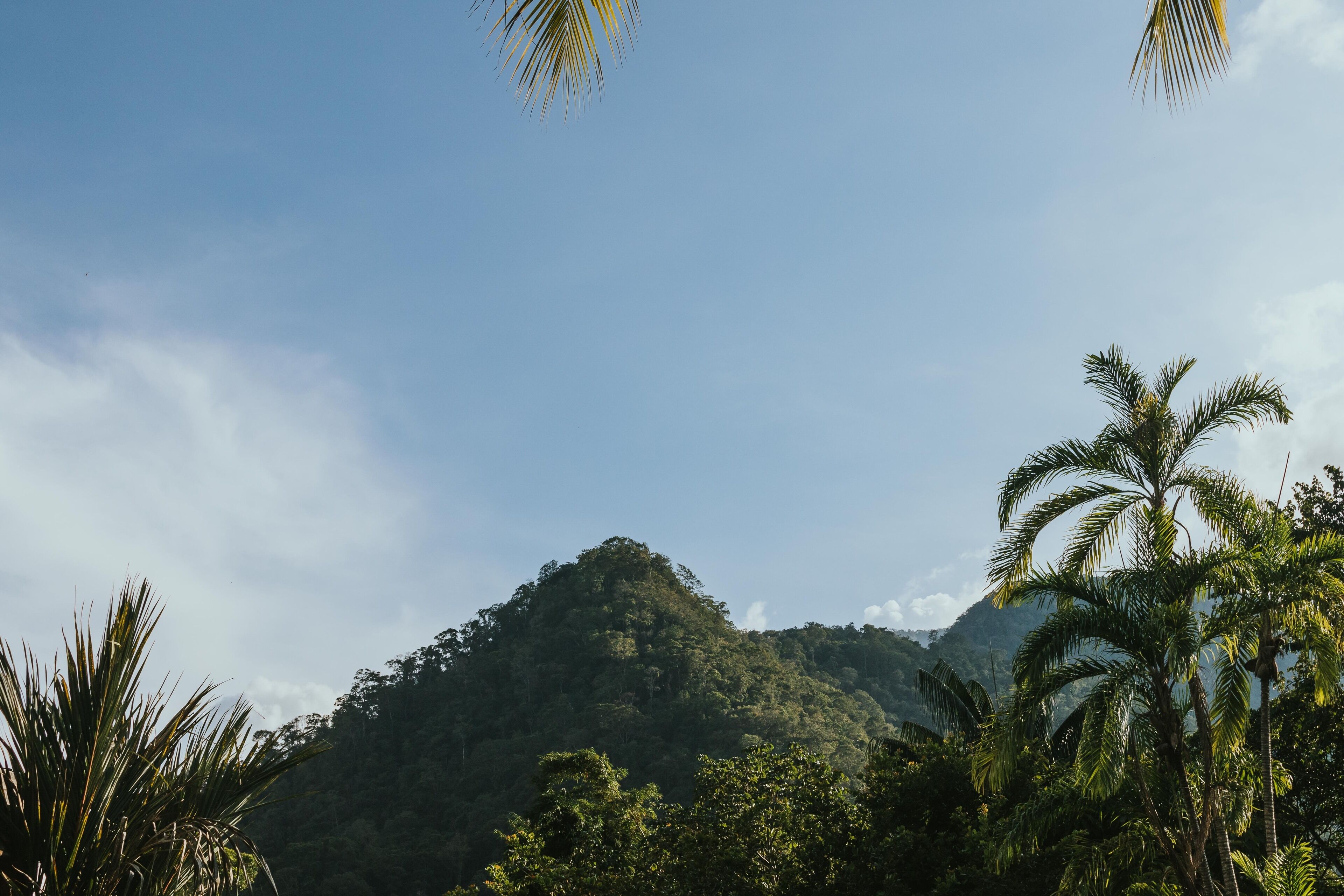 A mountainous landscape with dense greenery and palm trees.
