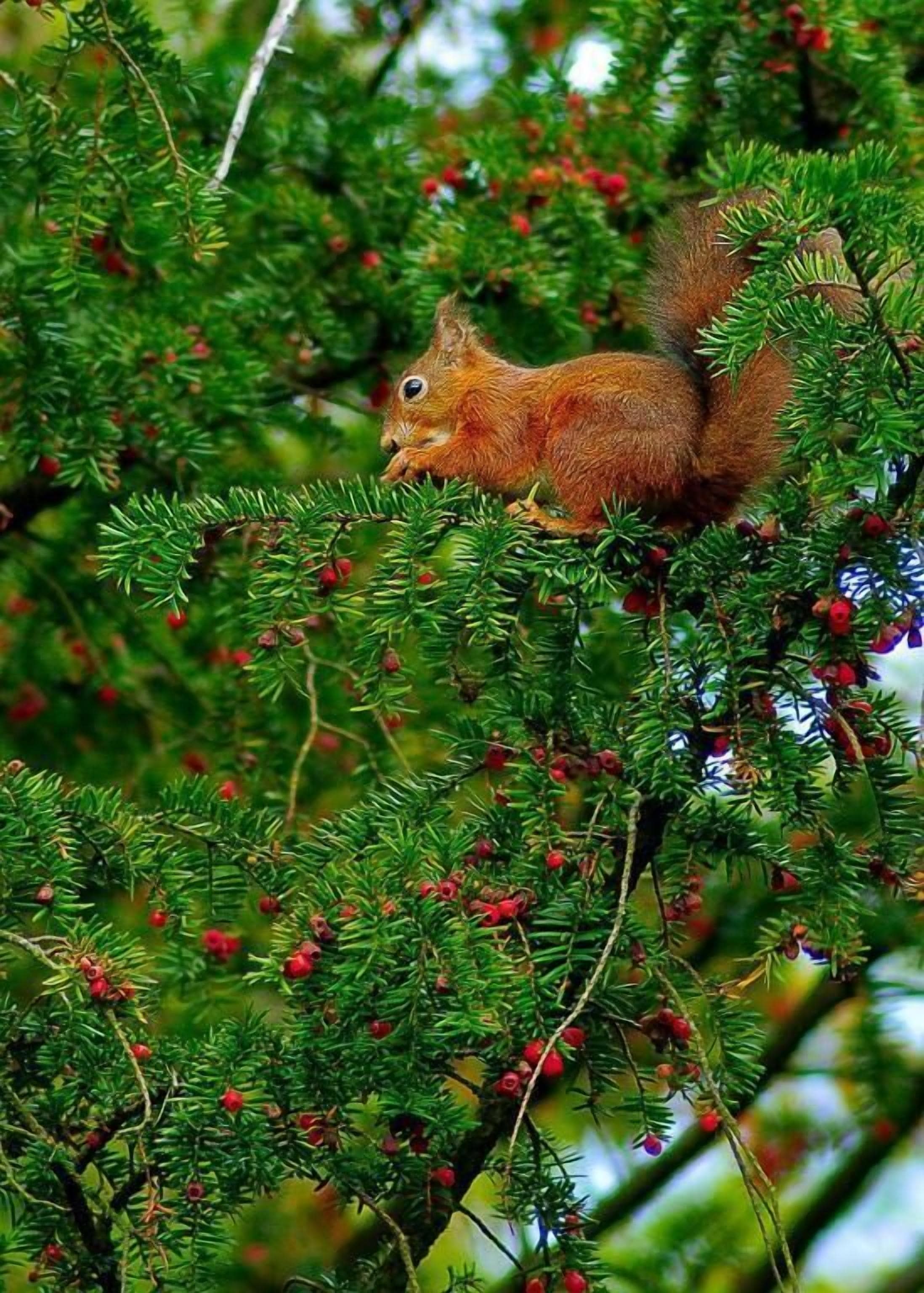 Una ardilla posada en un árbol de follaje denso y bayas rojas.