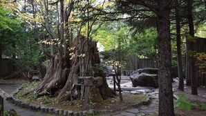 Un sendero de piedra que lleva a un cartel de madera en una zona boscosa con árboles altos y una valla de madera al fondo.