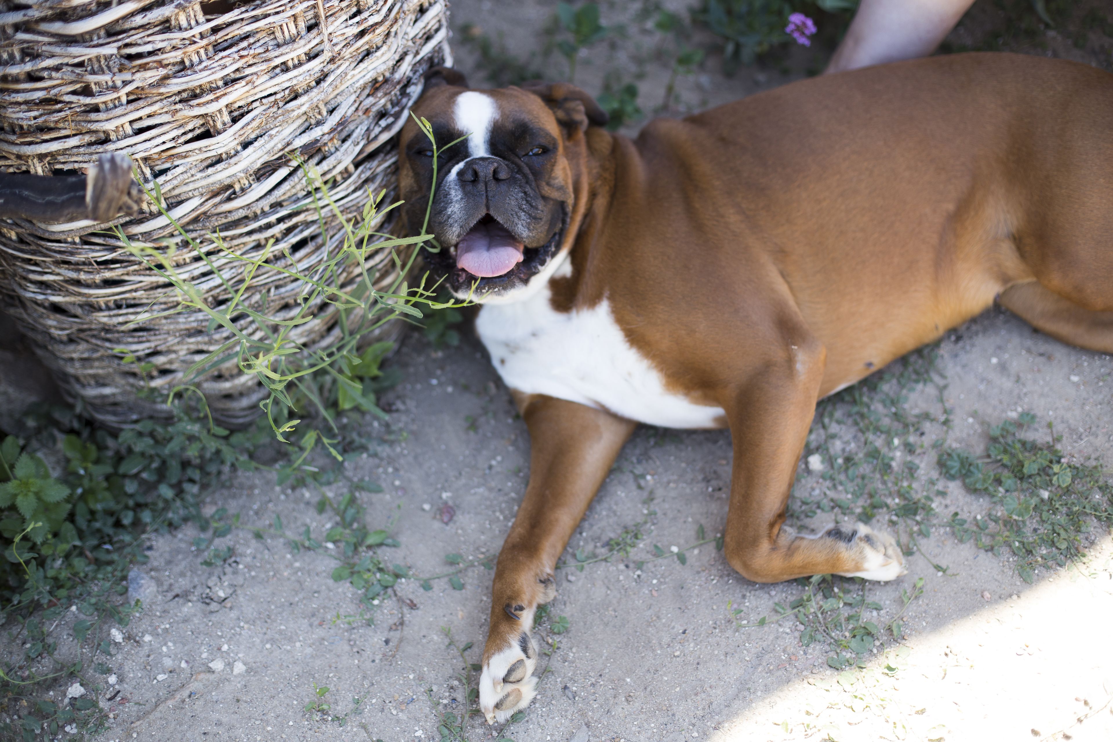Foto - Posada Real del Buen Camino, alojamiento rural