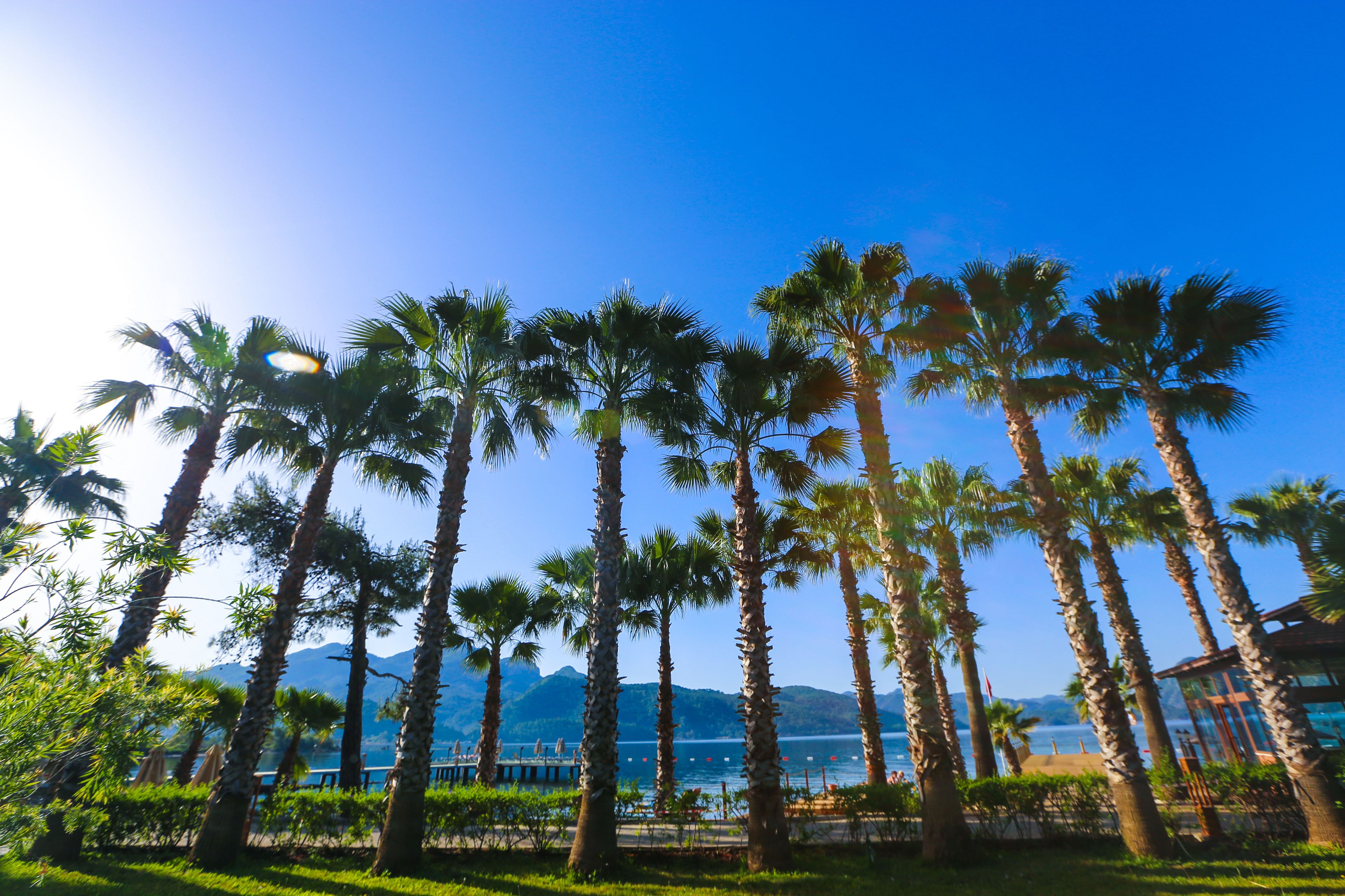 A beach with tall palm trees and a clear blue sky.