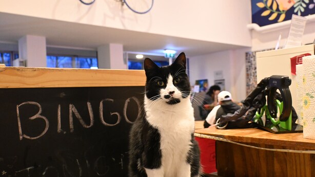 A black and white cat sitting on a counter with a chalkboard in the background that reads "BINGO". - Dutchies Hostel (Amsterdam)