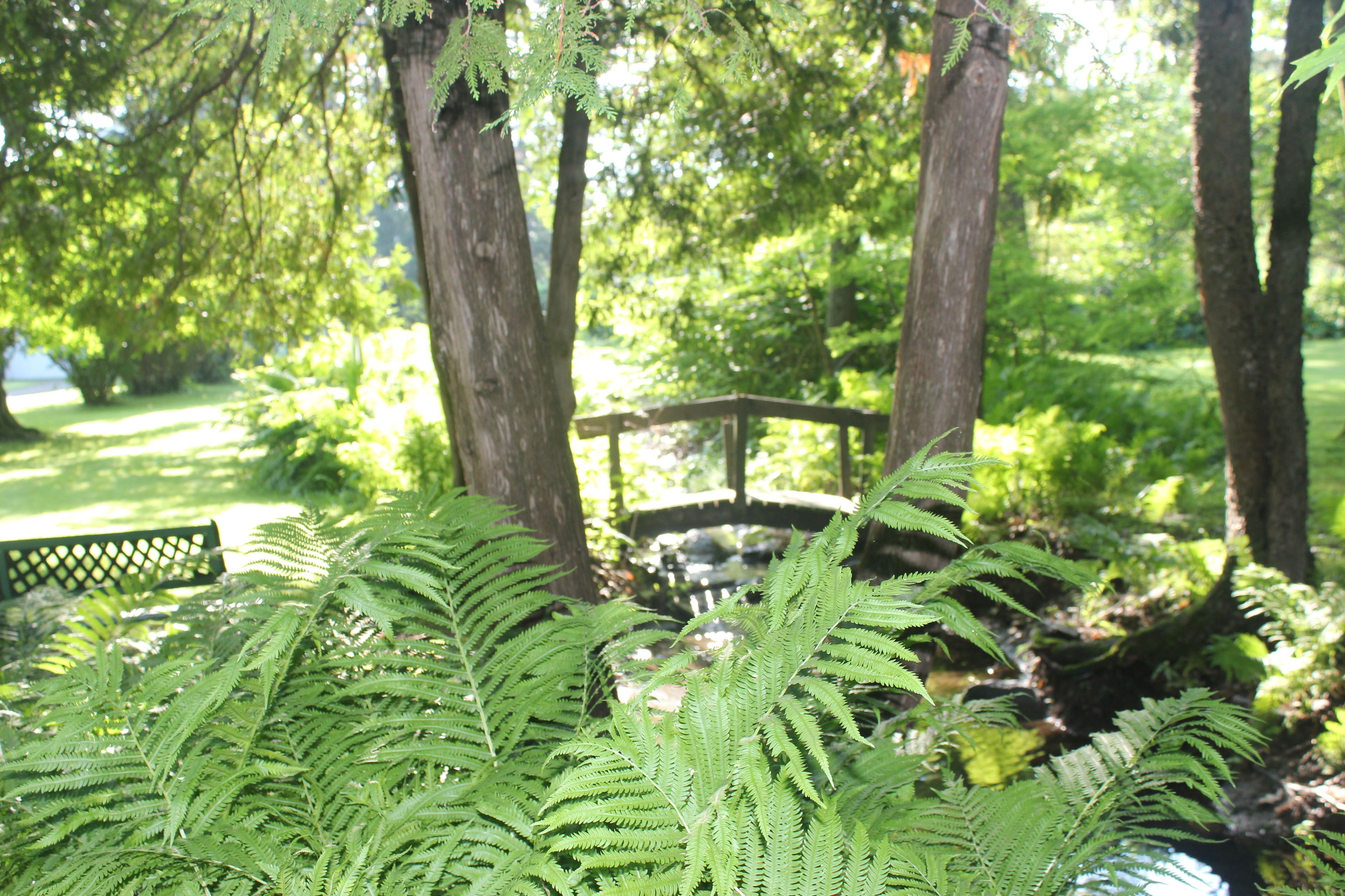 Un jardin avec un banc en bois, des fougères et des arbres.