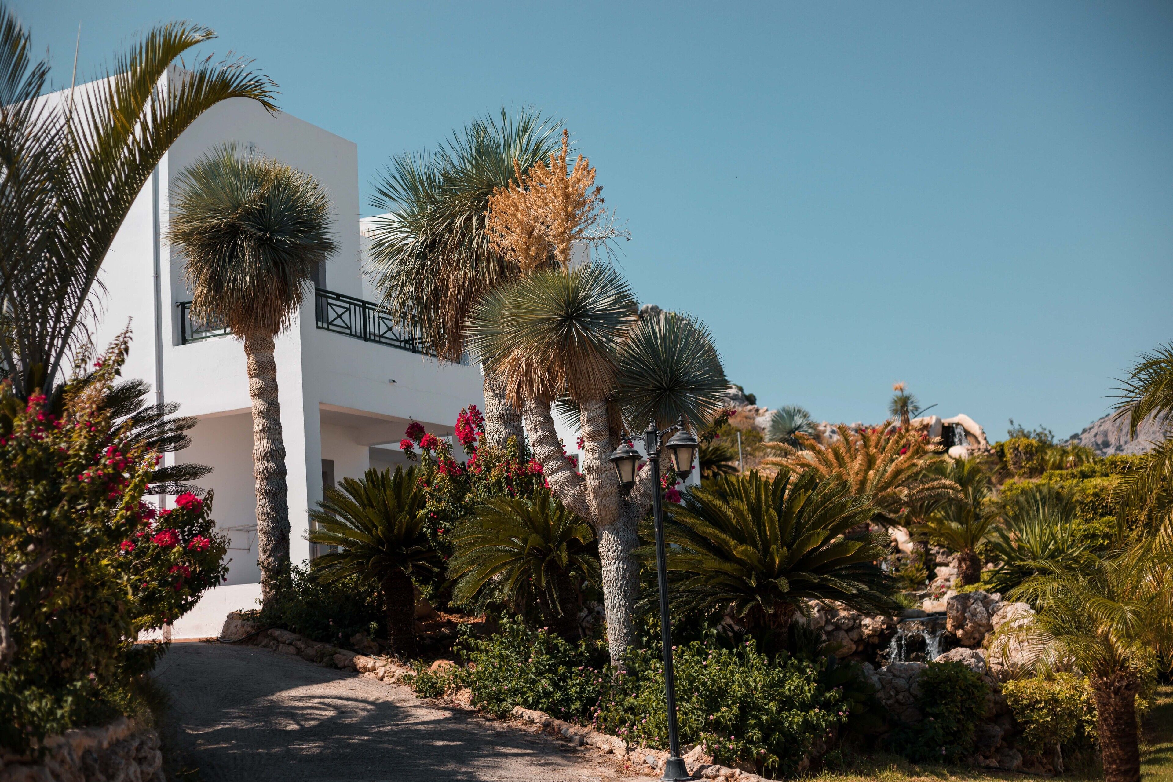 A modern white building with a pathway leading to a pool area, surrounded by palm trees and various plants.