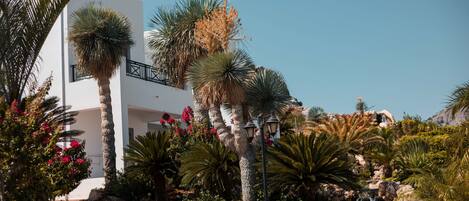 A modern white building with a pathway leading to a pool area, surrounded by palm trees and various plants.