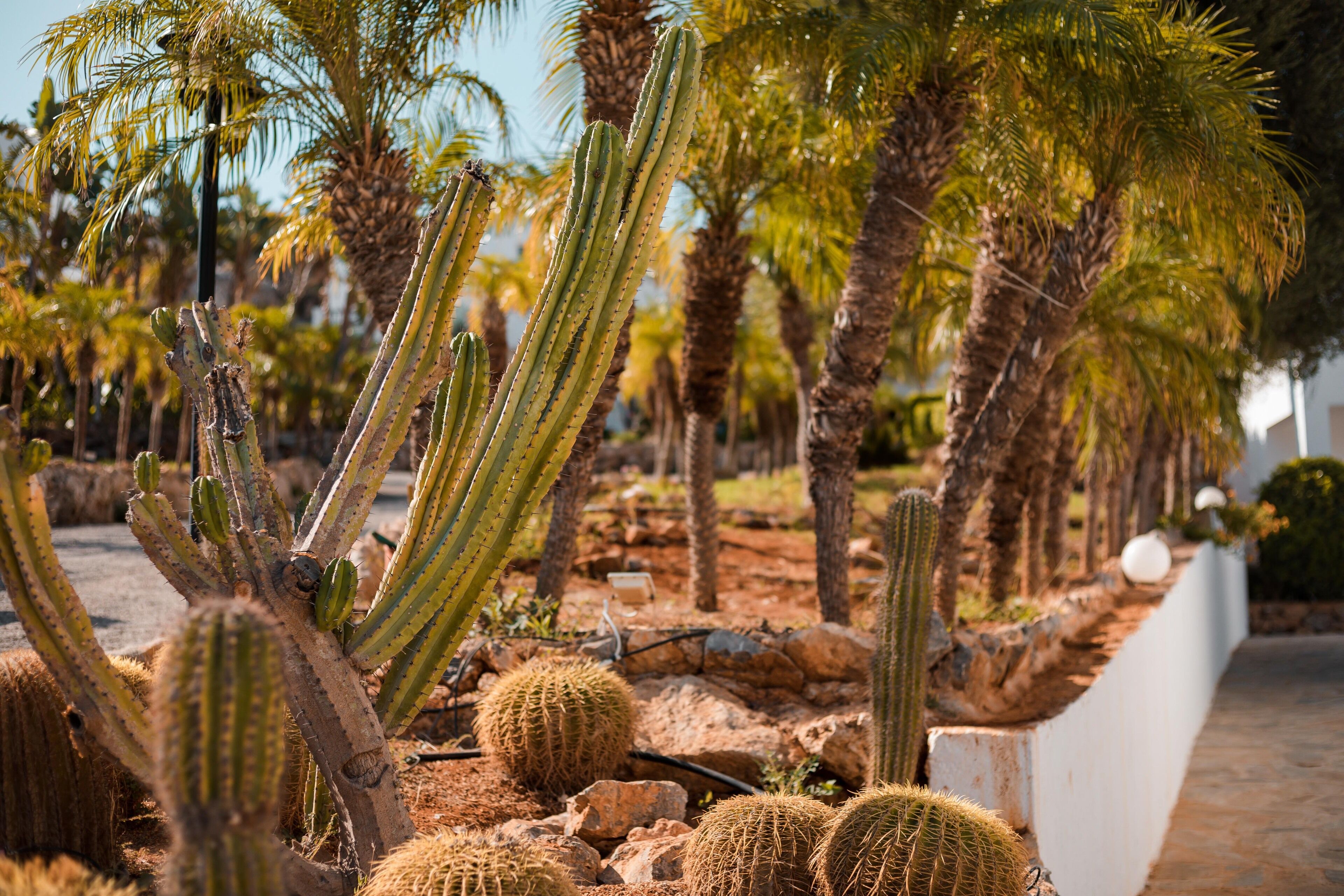 Foto - Lambis Studios & Apartments