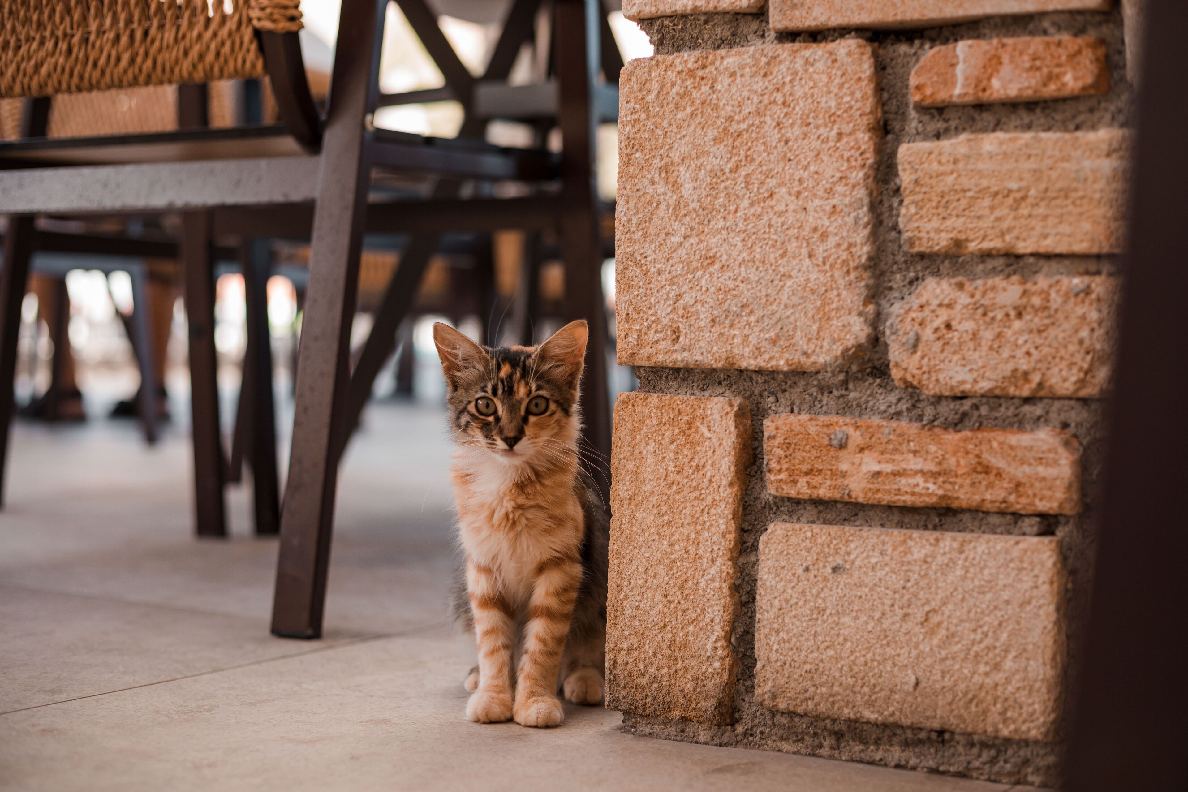 Foto - Lambis Studios & Apartments