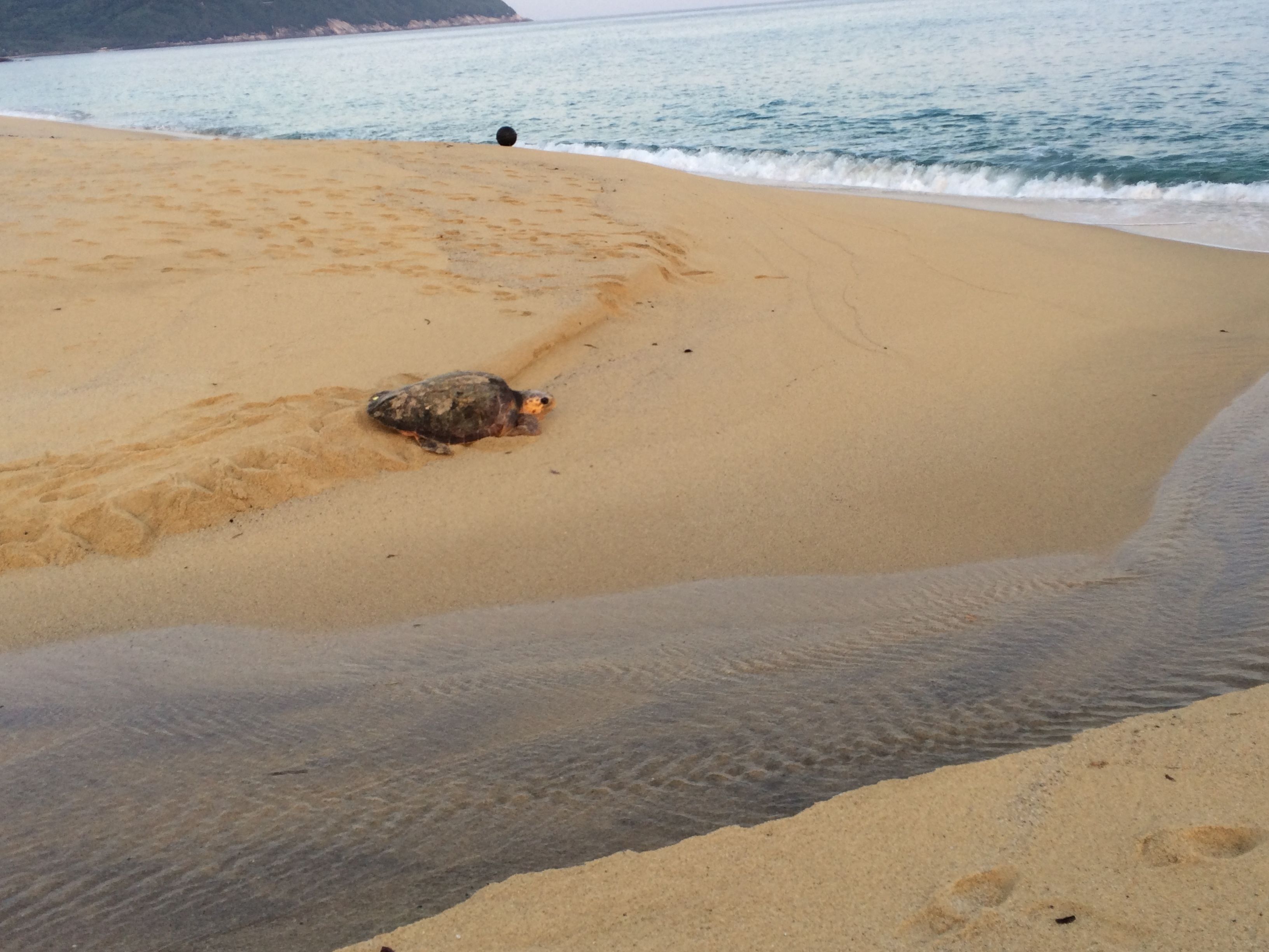 Een zanderig strand met voetafdrukken en een schildpad.