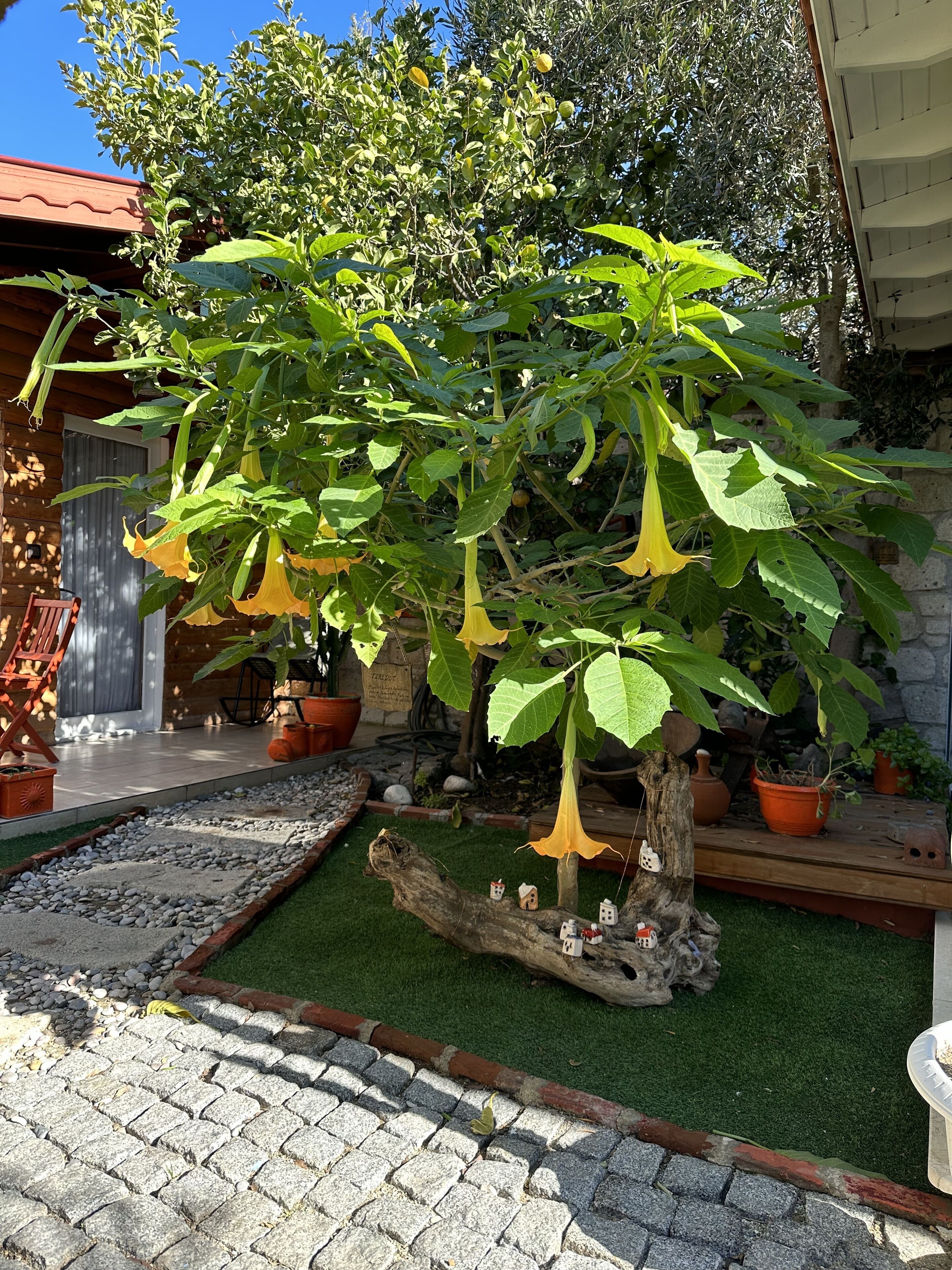 Bungalov | Living area | LCD TV