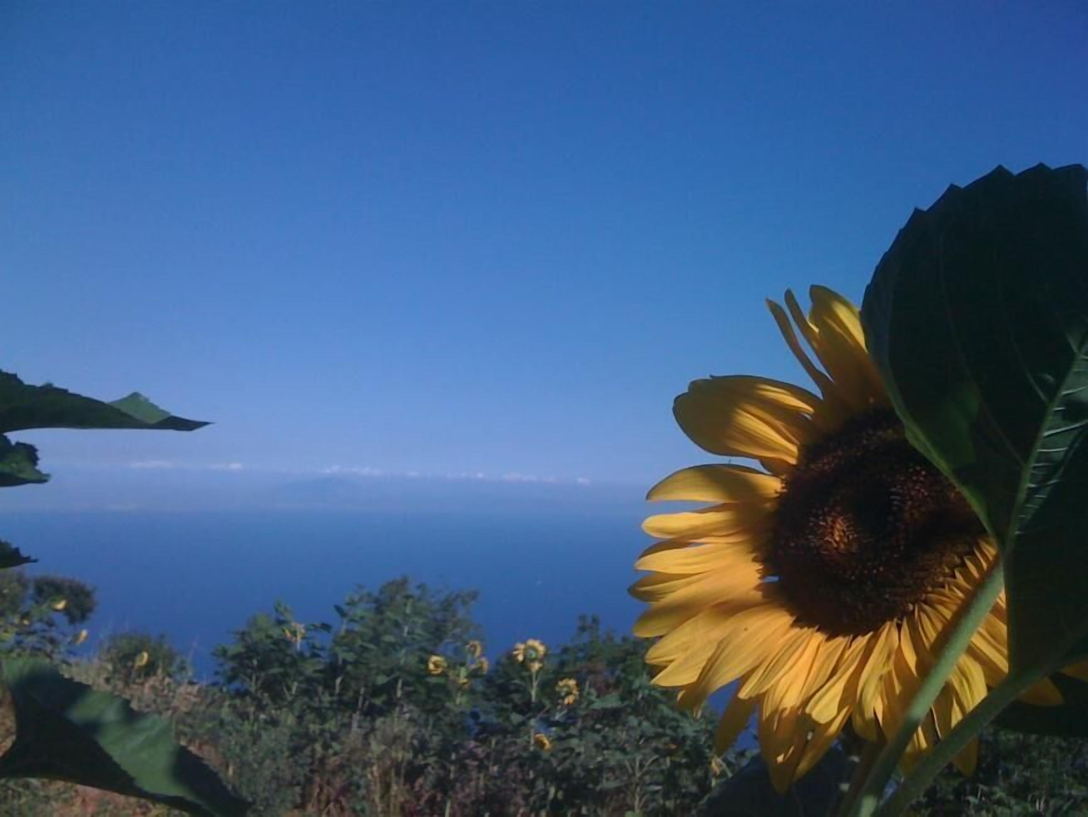 A sunflower with a clear view of the ocean in the background.