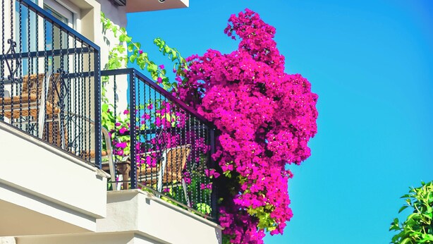 A poolside area with lounge chairs and a table, a balcony with pink bougainvillea, and a stone building facade. - Rüzgar Gülü Otel (Cesme)