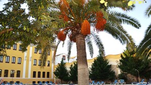 A pool area with lounge chairs and a palm tree. - Hotel El Carmen (Puente Genil)
