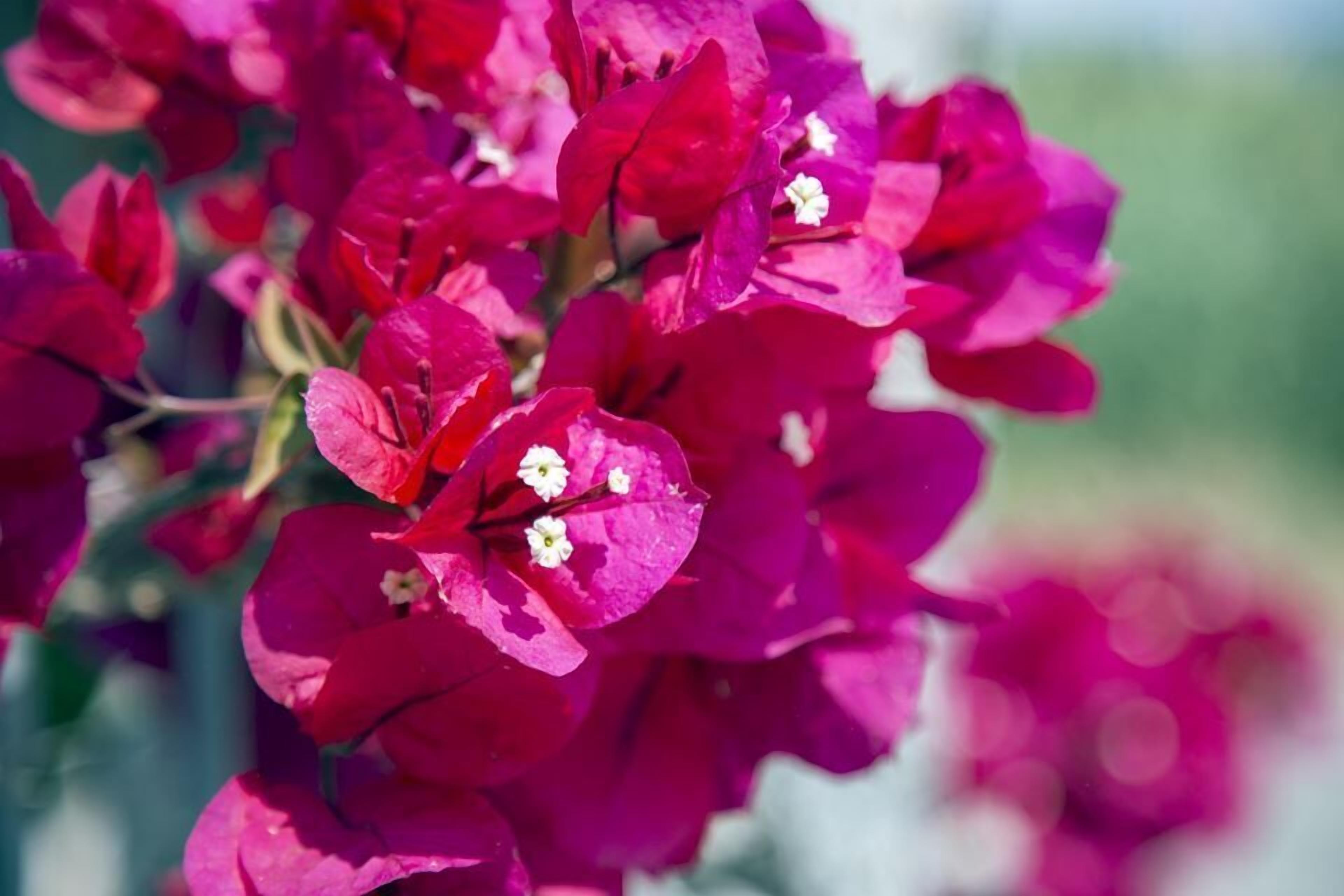 A close-up of vibrant pink flowers with small white centers, likely bougainvillea, against a blurred green background.