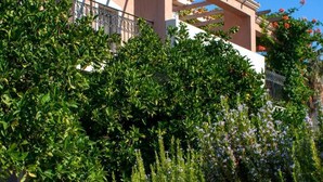 A building with a pergola structure, surrounded by dense green foliage and flowering plants. - Efrosini Village (Kefalonia)