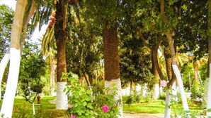 A garden with white pillars and pink flowers. - Hotel Les Zianides (Tlemcen)