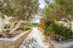 A pathway flanked by olive trees and flowering shrubs, leading towards a distant view.