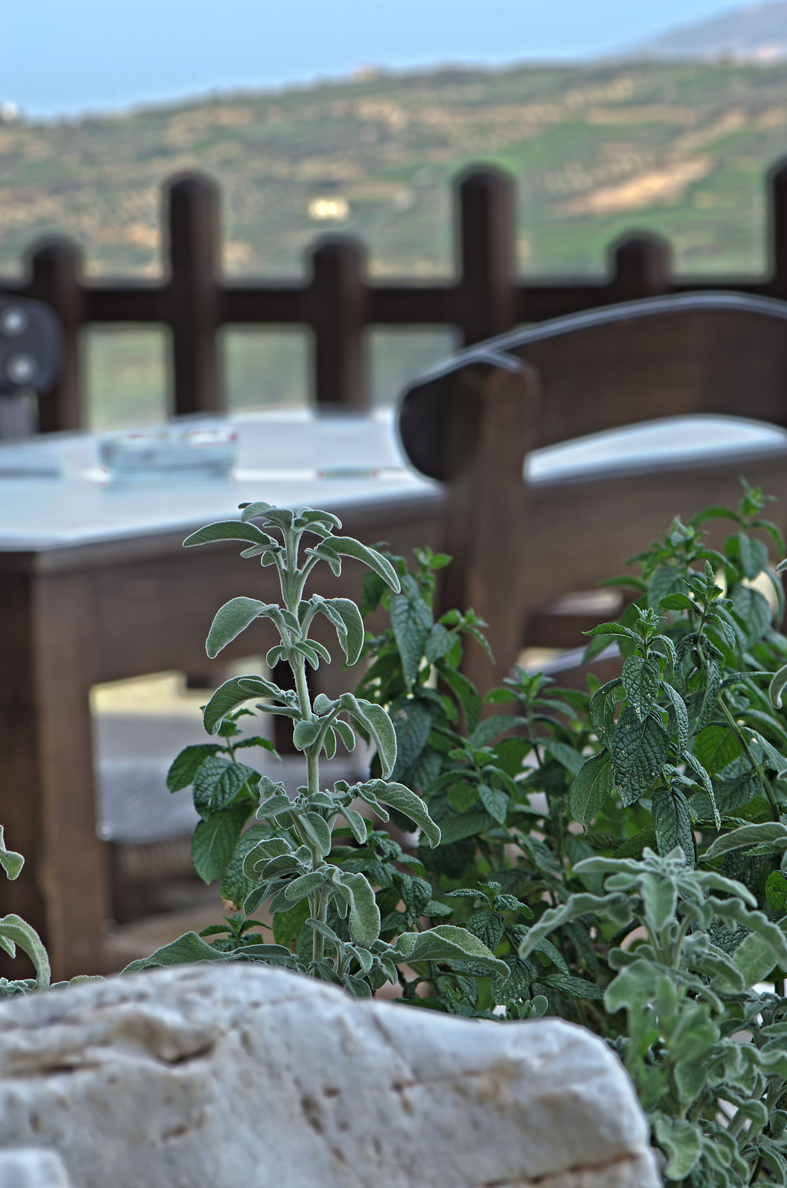 Comedor con mesa y sillas, vista de colinas al fondo y una planta en primer plano.