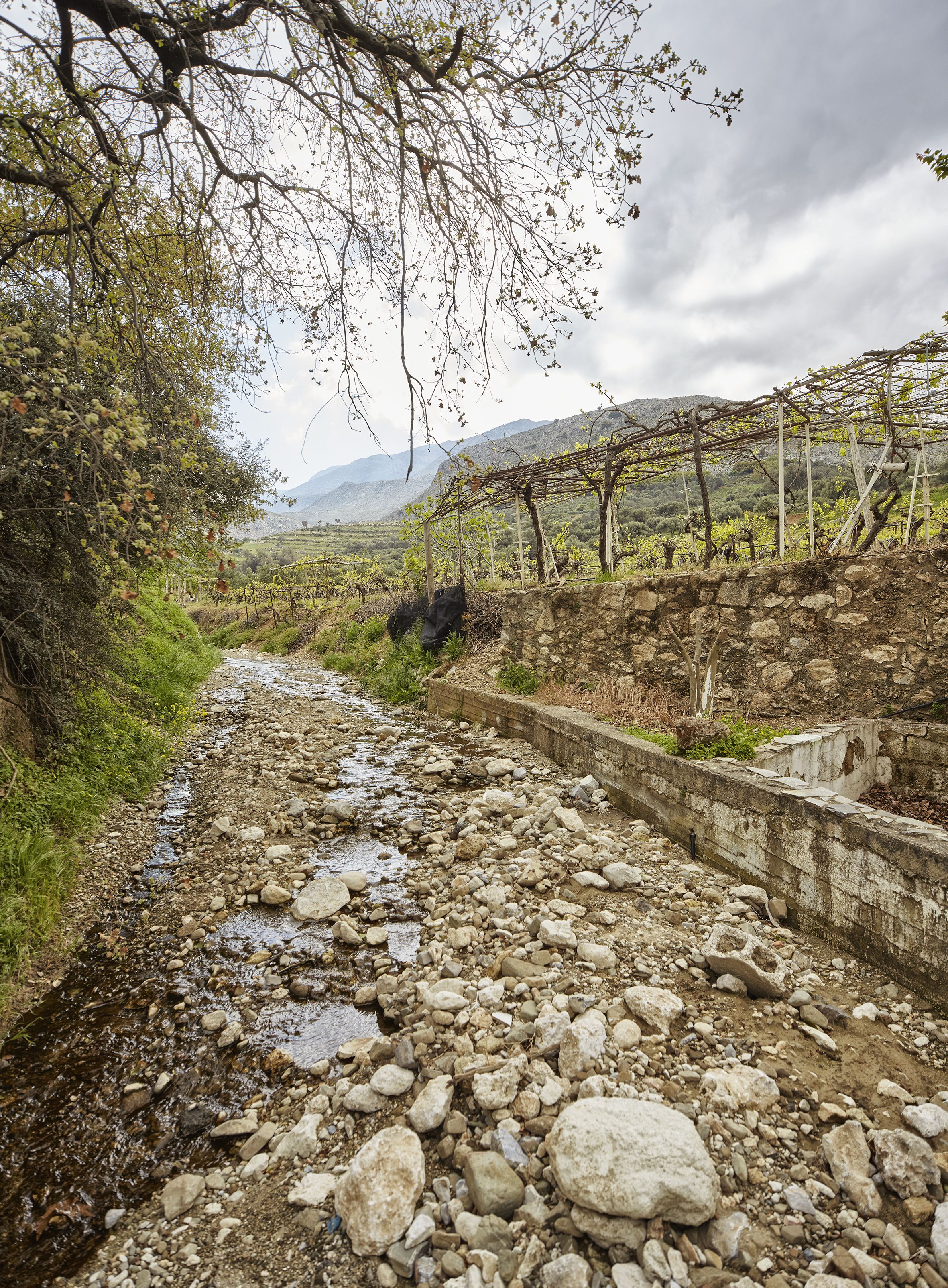 A rocky path with a stone wall on one side and a vineyard on the other.