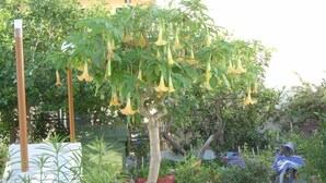 Un árbol con flores amarillas colgantes, un vehículo estacionado y un edificio al fondo.