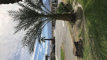 A palm tree in a grassy area with a building in the background.