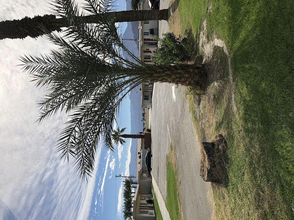 A palm tree in a grassy area with a building in the background.