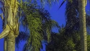A covered outdoor seating area with chairs and potted plants, surrounded by palm trees. - Richard s Motel Extended Stay (Hallandale Beach)