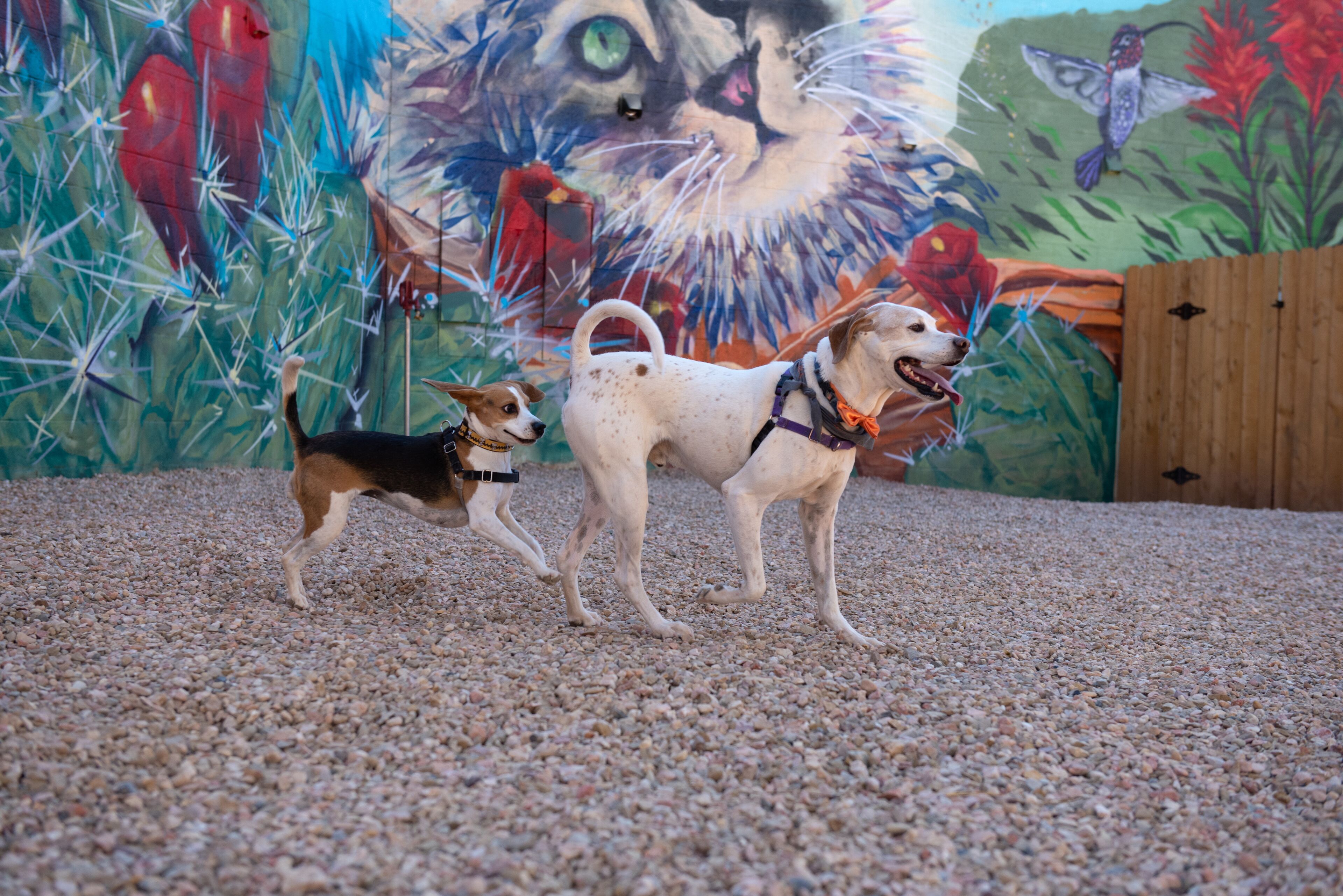 Deux chiens sur une surface de gravier, avec une fresque en arrière-plan.