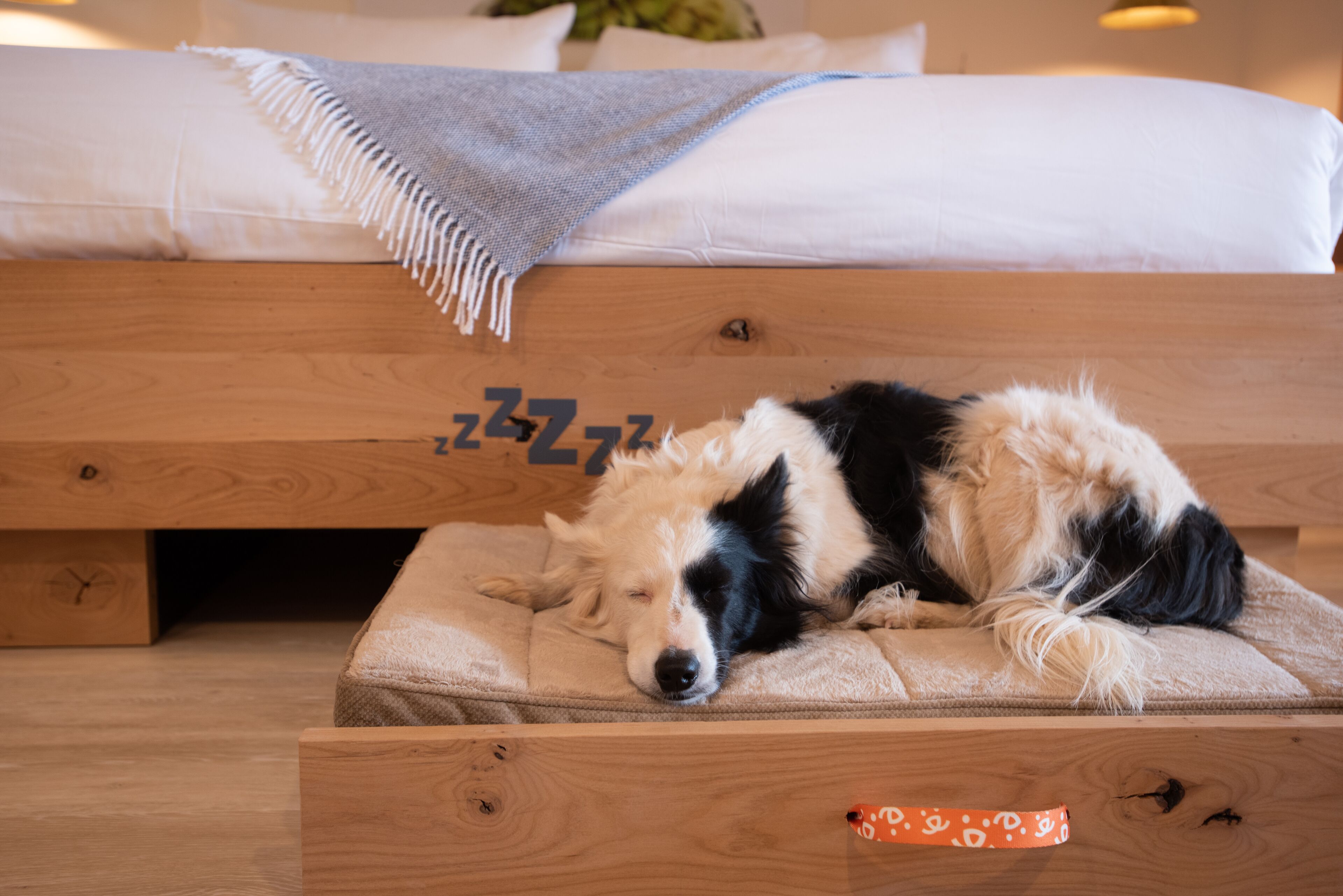 A bed with a blanket and a pillow, a wooden drawer unit, and a sleeping dog.