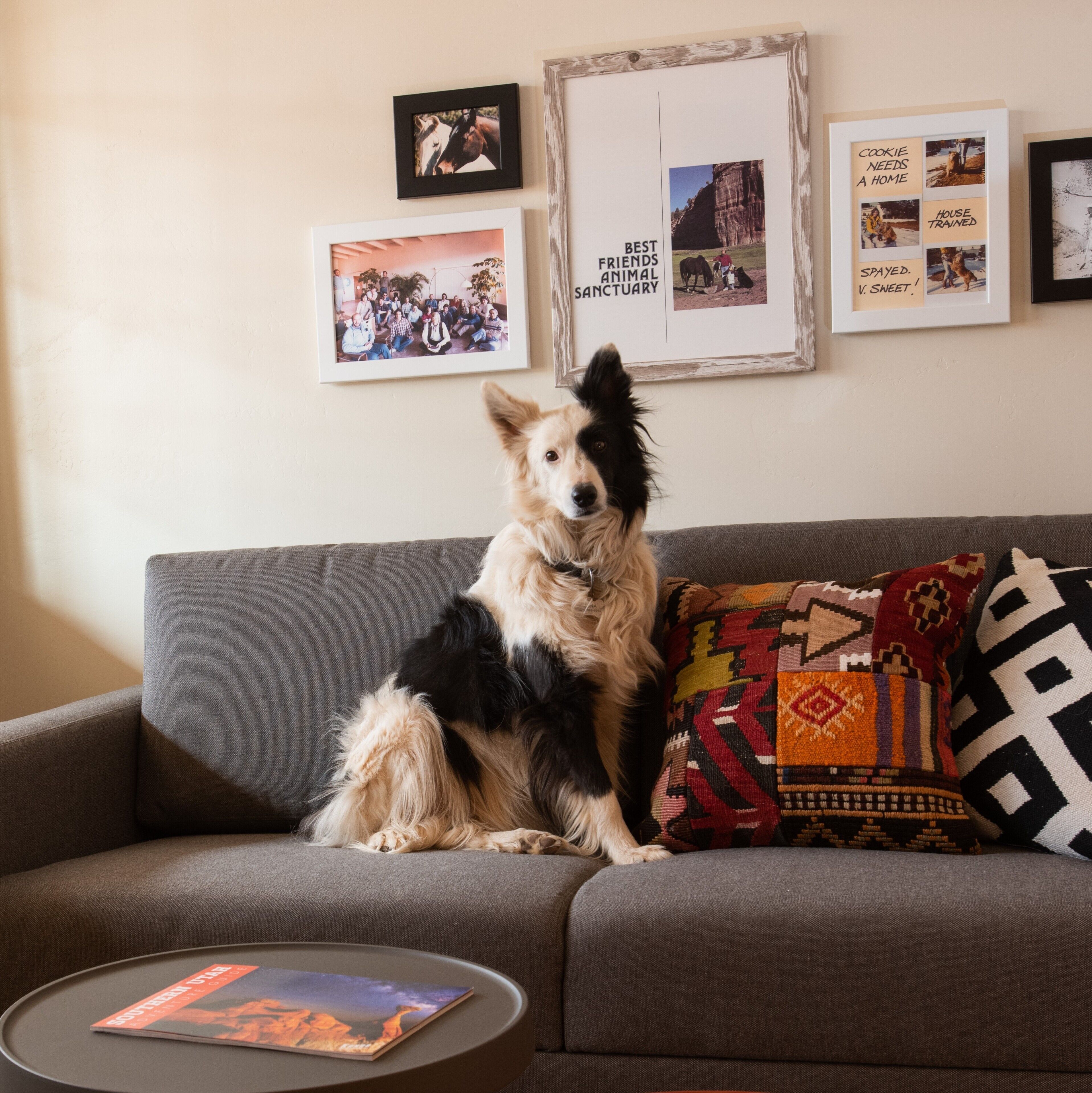 A dog sitting on a grey sofa with a patterned pillow, surrounded by framed pictures on the wall.