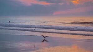 A beach scene with waves and a bird in flight. - Mayfair Hotel (Belmar)