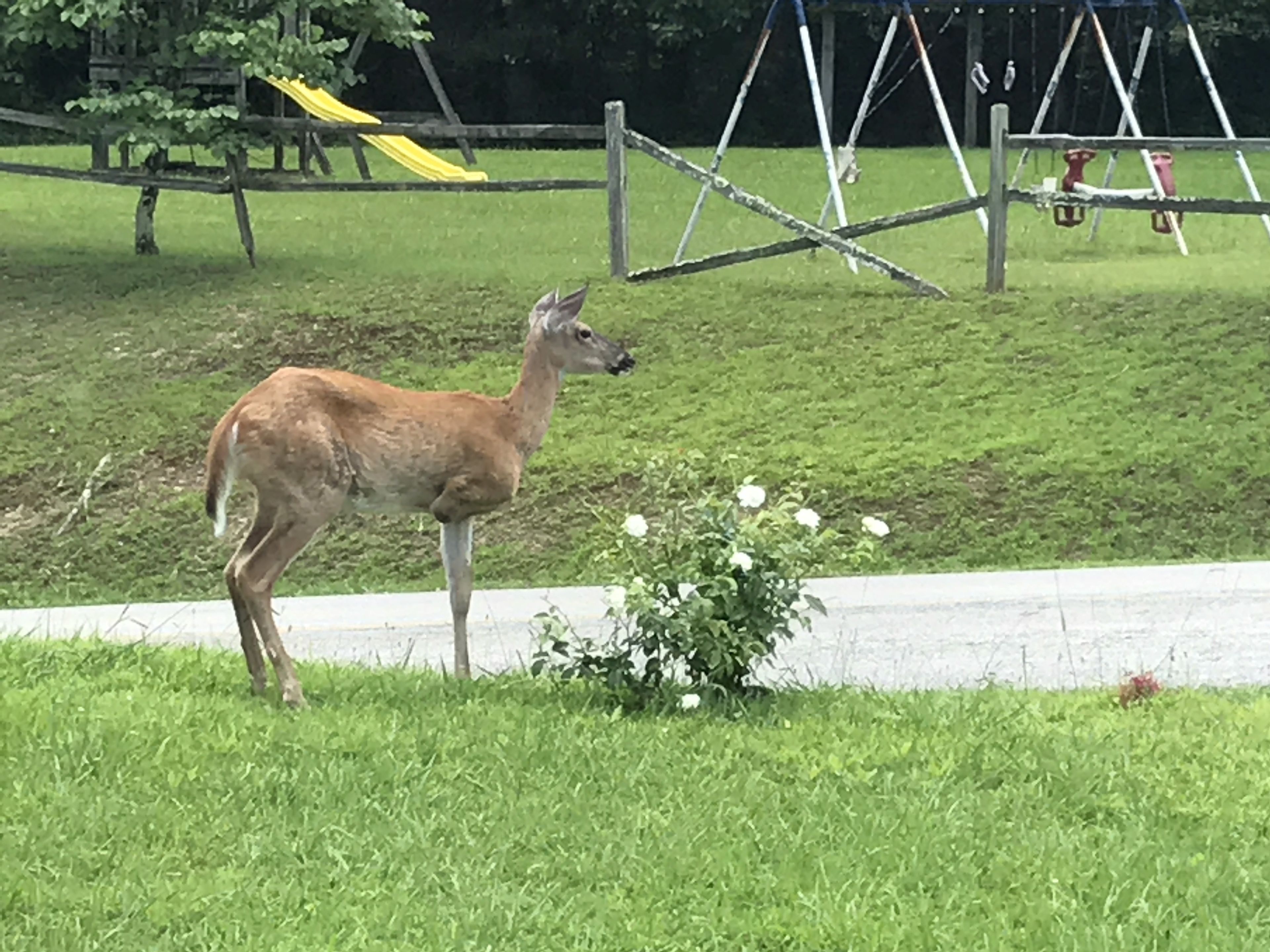 Daniel Boone Motor Inn — photo 7