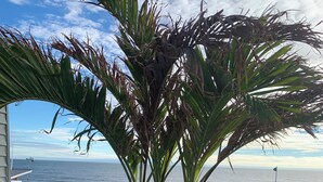 A potted plant with a view of the beach and ocean. - Admiral on Baltimore (Rehoboth Beach)