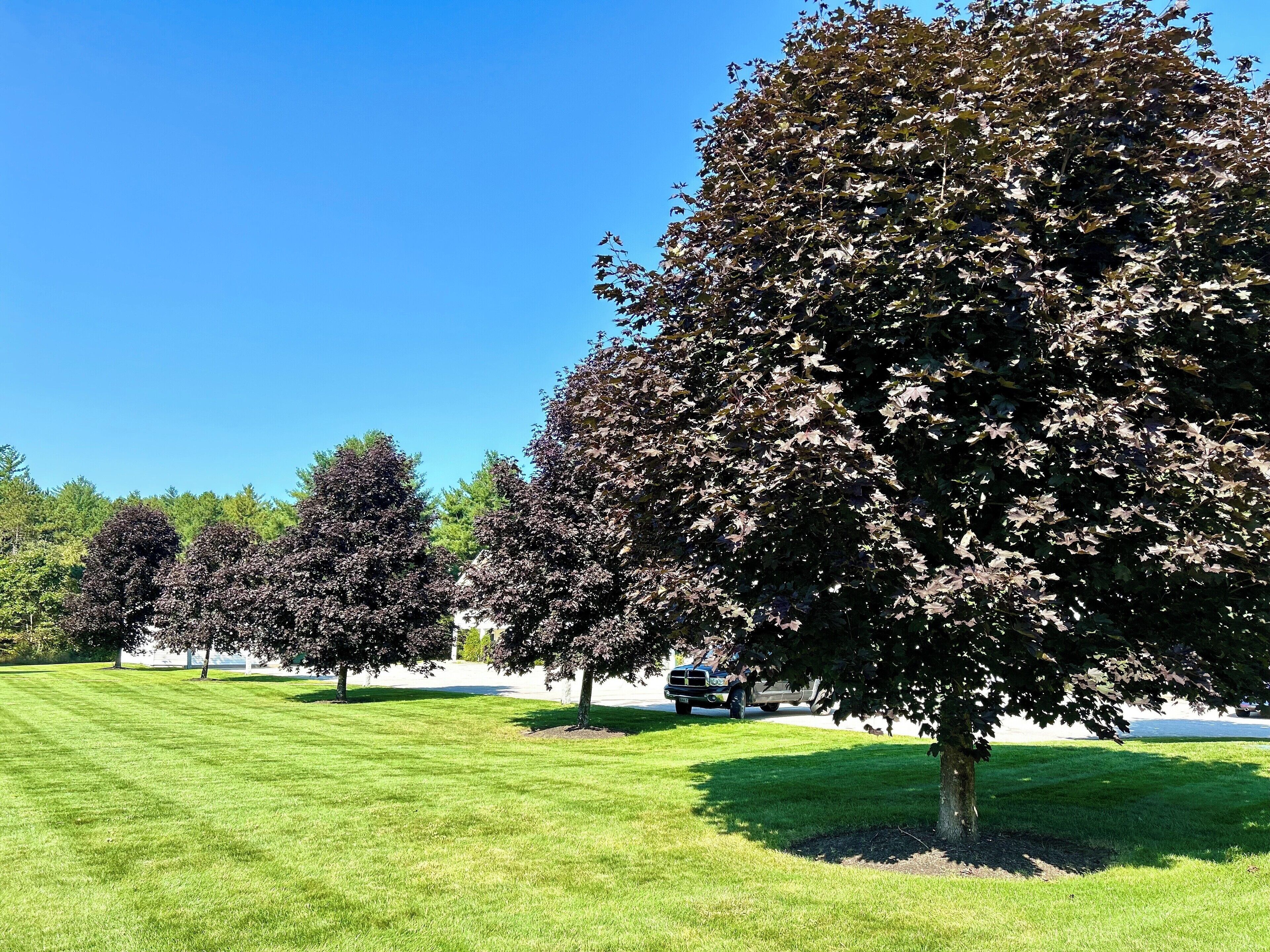 A well-maintained grassy area with several trees, likely part of a park or garden setting.