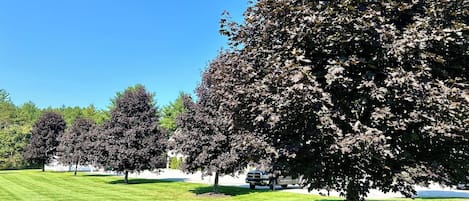 A well-maintained grassy area with several trees, likely part of a park or garden setting.