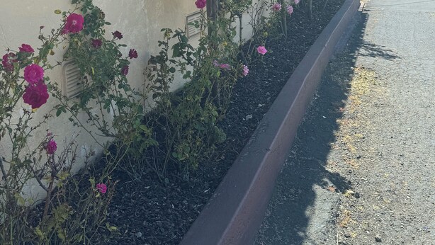 A building with a sign indicating it is a motel, a window with shutters, and a row of pink roses along the side. - Tamalpais Motel (Mill Valley)