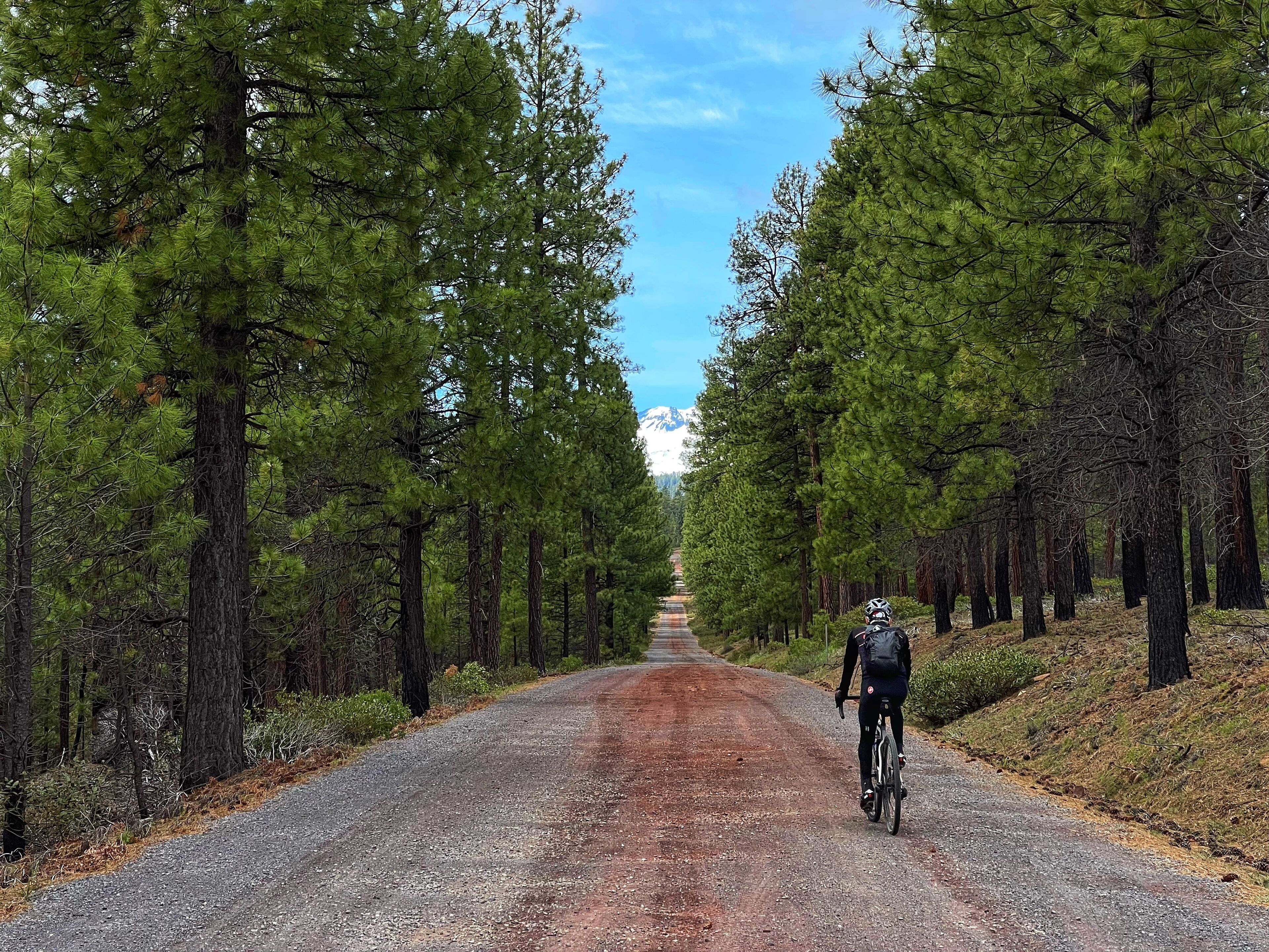 A cyclist on a gravel road flanked by tall pine trees.